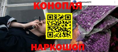 прущие грибы Пенза